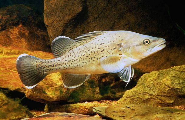 Trout cod restocked in Macquarie River